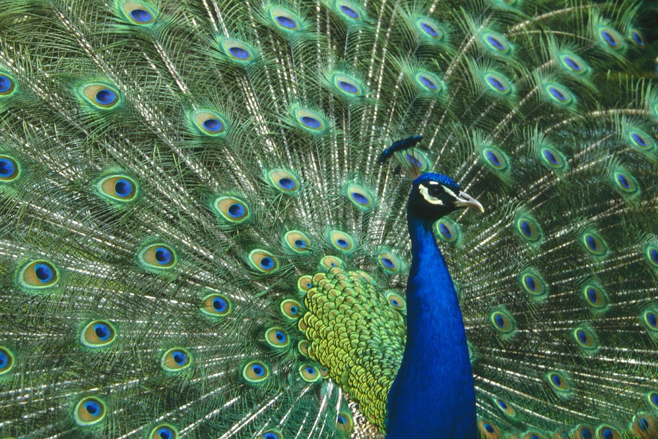 peacock-1129395_960_720